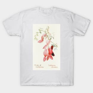 Pride of California - Botanical Illustration T-Shirt